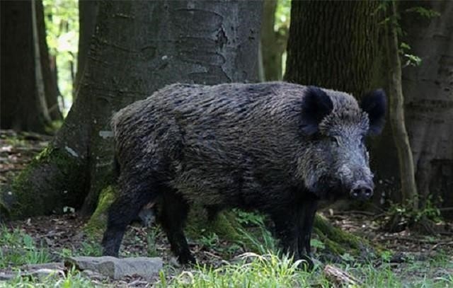 Hãy chọn con số may mắn là 73 nếu nằm mơ thấy lợn đánh con gì nếu là lợn rừng?