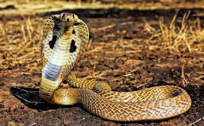 Tìm hiểu thêm về những ảo mộng khác liên quan đến con rắn.