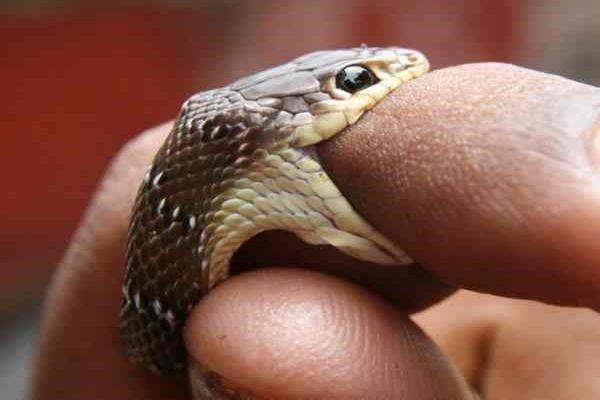 Mơ thấy rắn cắn vào tay không chảy máu. Output: Mơ thấy con rắn cắn vào tay không ra máu.